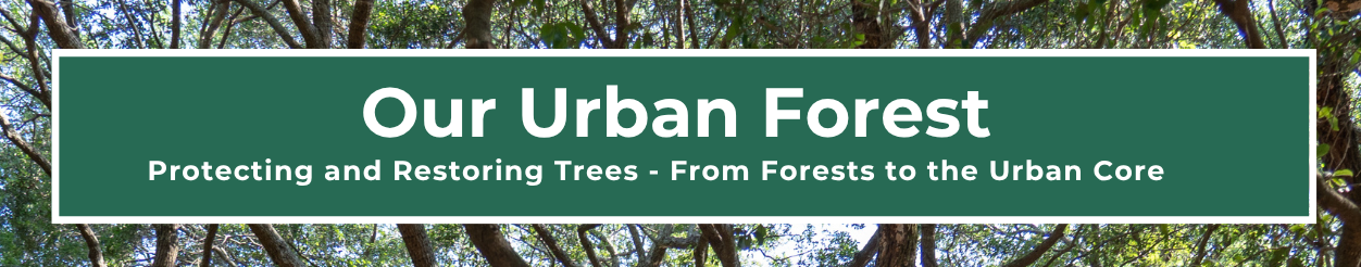 Urban Forest